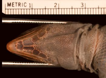 Media type: image;   Herpetology R-27551